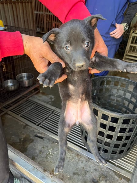 【待認養】混種犬 狗 (女生) - 彰化縣流浪狗中途之家