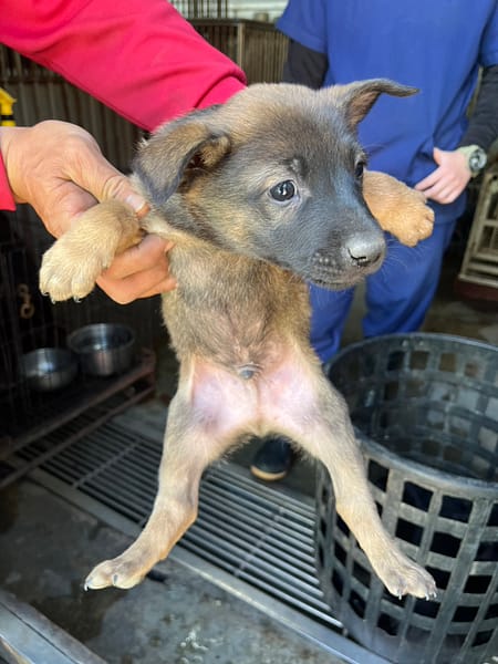【待認養】混種犬 狗 (男生) - 彰化縣流浪狗中途之家