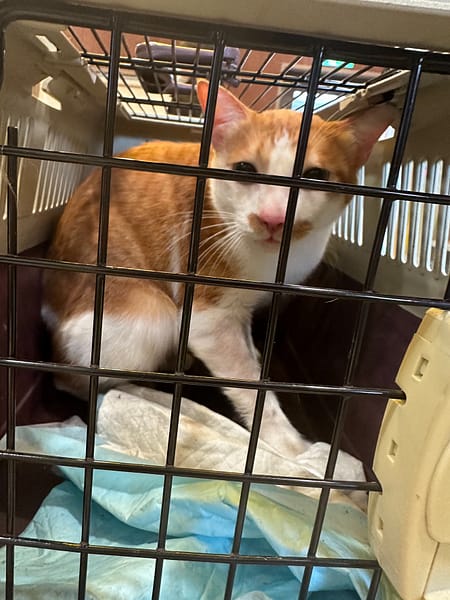 【待認養】混種貓 貓 (男生) - 新北市中和區公立動物之家