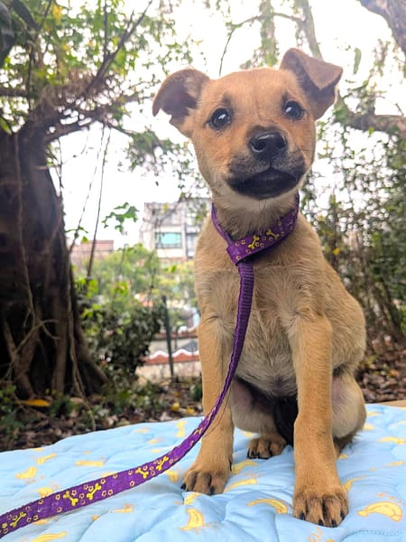 【待認養】混種犬 狗 (女生) - 新竹縣動物保護教育園區