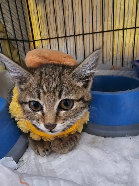 【待認養】混種貓 貓 (女生) - 澎湖縣流浪動物收容中心