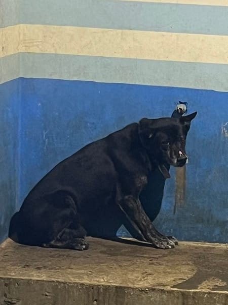 【待認養】混種犬 狗 (男生) - 苗栗縣動物保護教育園區