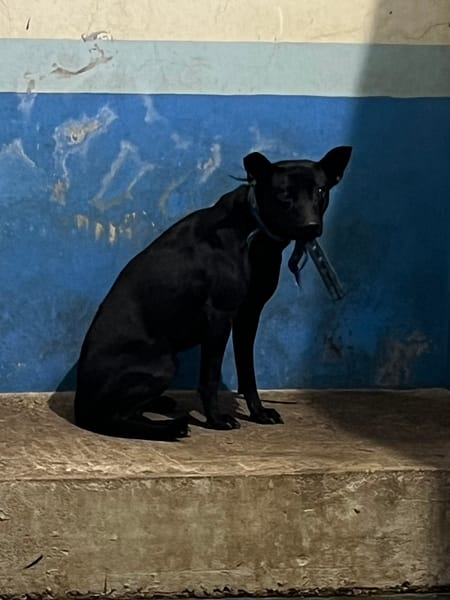 【待認養】混種犬 狗 (女生) - 苗栗縣動物保護教育園區