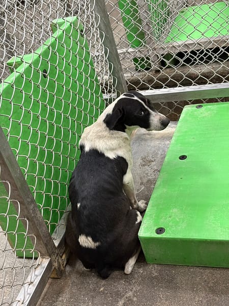 【待認養】混種犬 狗 (女生) - 臺東縣動物收容中心