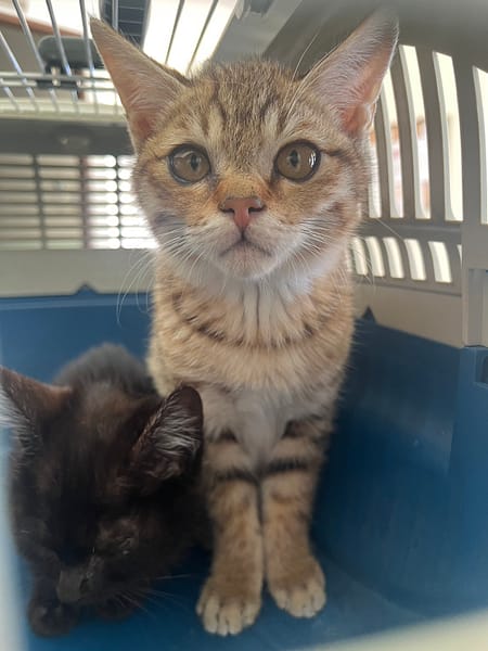 【待認養】混種貓 貓 (男生) - 金門縣動物收容中心