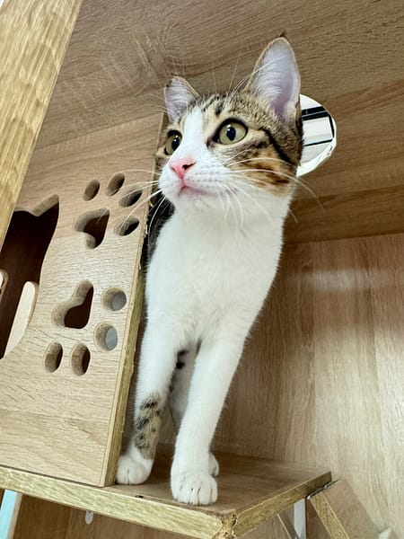 【待認養】混種貓 貓 (女生) - 新北市八里區公立動物之家