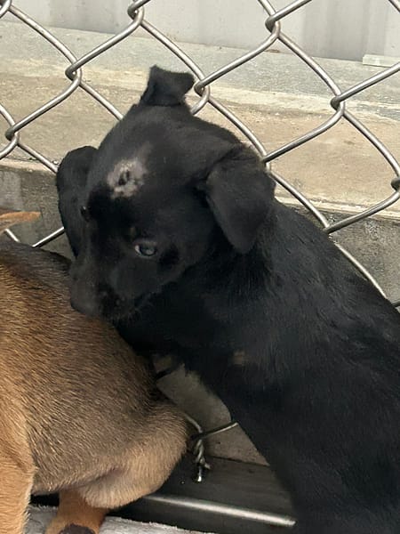 【待認養】混種犬 狗 (女生) - 臺東縣動物收容中心