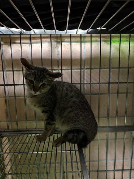 【待認養】混種貓 貓 (女生) - 新北市淡水區公立動物之家