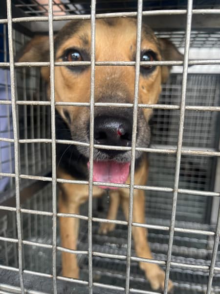 【待認養】混種犬 狗 (男生) - 臺南市動物之家善化站