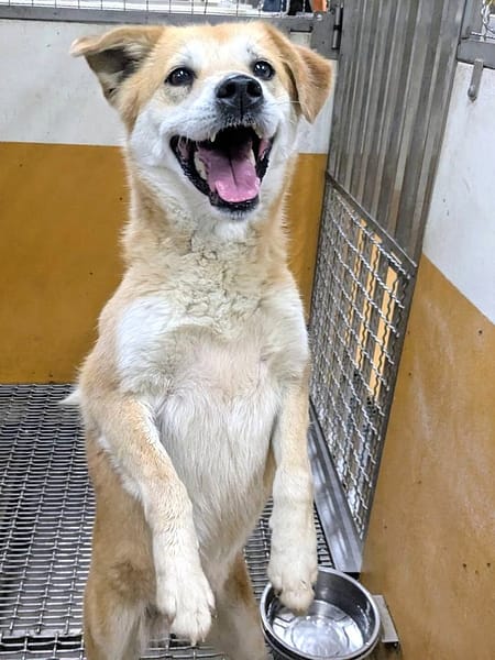 【待認養】混種犬 狗 (女生) - 新竹縣動物保護教育園區