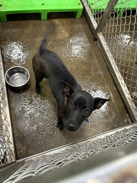 【待認養】混種犬 狗 (女生) - 臺東縣動物收容中心