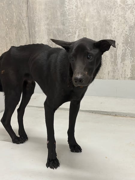 【待認養】混種犬 狗 (未知) - 基隆市寵物銀行