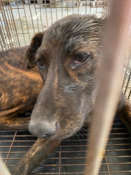 【待認養】混種犬 狗 (女生) - 臺南市動物之家善化站