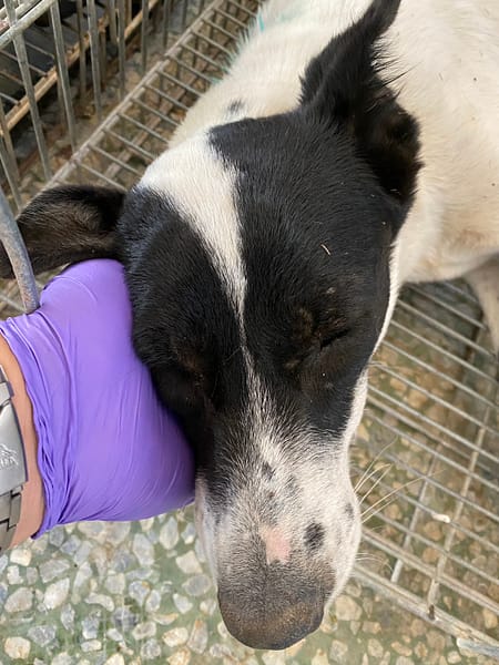 【待認養】混種犬 狗 (女生) - 臺南市動物之家善化站