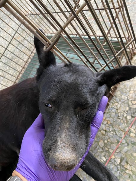 【待認養】混種犬 狗 (女生) - 臺南市動物之家善化站