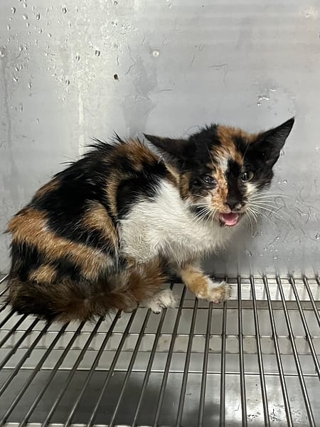 【待認養】混種貓 貓 (女生) - 彰化縣流浪狗中途之家