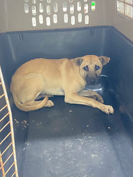 【待認養】混種犬 狗 (未知) - 基隆市寵物銀行