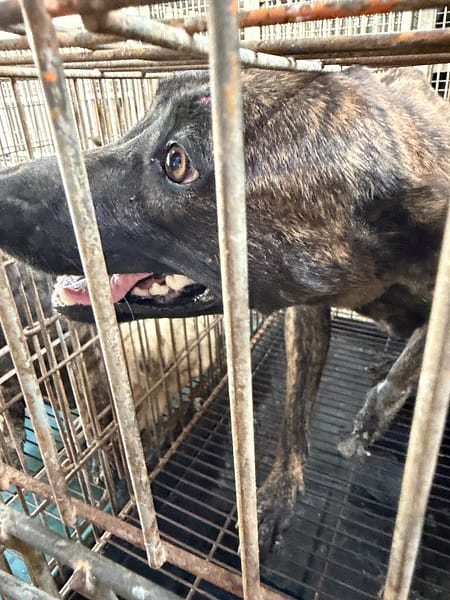 【待認養】混種犬 狗 (女生) - 臺南市動物之家善化站