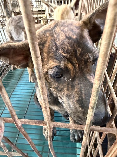 【待認養】混種犬 狗 (女生) - 臺南市動物之家善化站