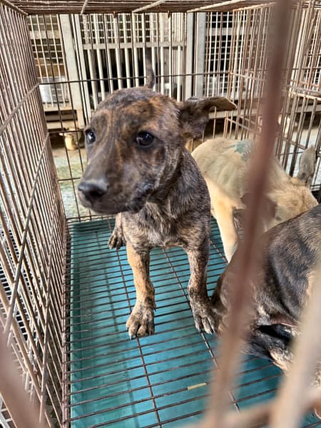 【待認養】混種犬 狗 (女生) - 臺南市動物之家善化站