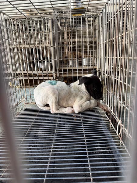 【待認養】混種犬 狗 (女生) - 臺南市動物之家善化站