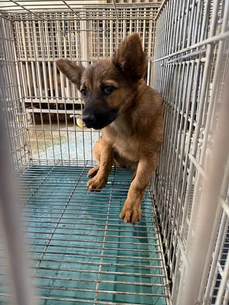 【待認養】混種犬 狗 (女生) - 臺南市動物之家善化站