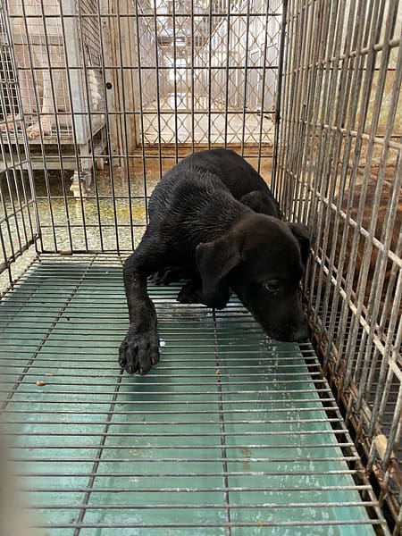 【待認養】混種犬 狗 (男生) - 臺南市動物之家善化站