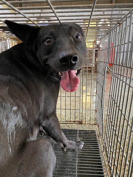 【待認養】混種犬 狗 (男生) - 臺南市動物之家善化站