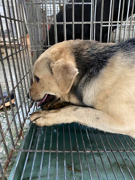 【待認養】混種犬 狗 (男生) - 臺南市動物之家善化站