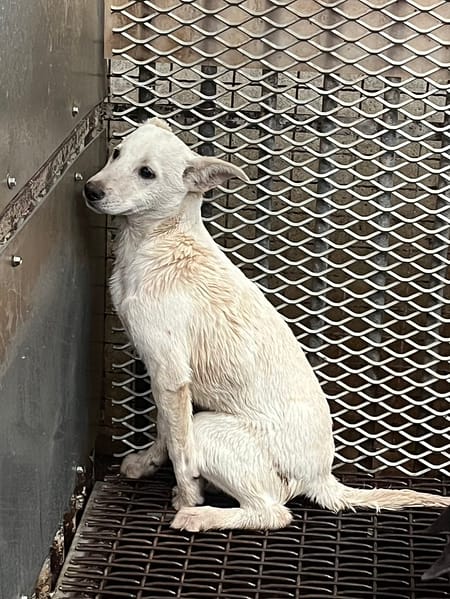 【待認養】混種犬 狗 (女生) - 彰化縣流浪狗中途之家