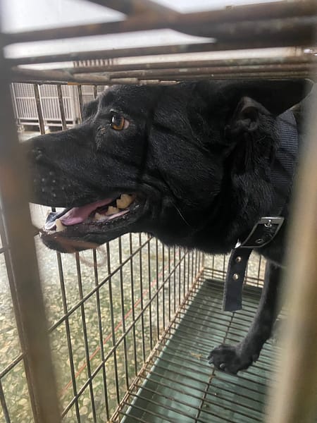 【待認養】混種犬 狗 (女生) - 臺南市動物之家善化站