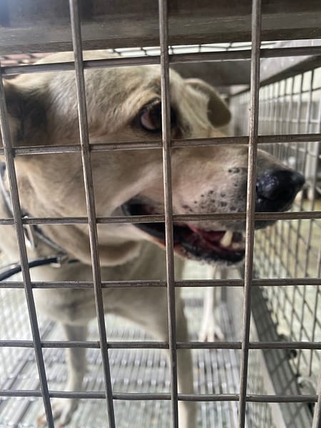 【待認養】混種犬 狗 (女生) - 臺南市動物之家善化站