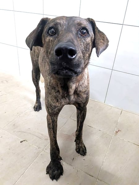 【待認養】混種犬 狗 (女生) - 新竹縣動物保護教育園區