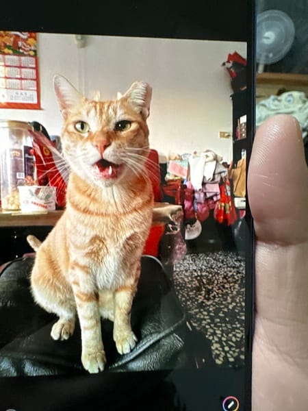 【急尋】混種貓 - 苗栗縣後龍鎮灣寶里4鄰46-39號 (黃)