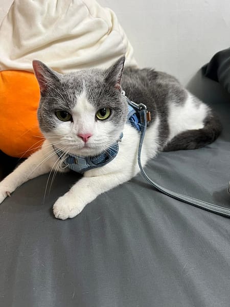 【急尋】英國短毛貓 - 嘉義縣太保市南新里和平路4號 (黑白色)