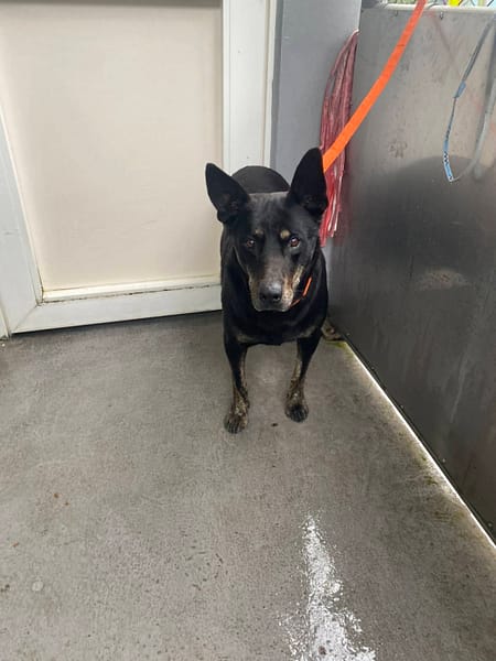 【待認養】混種犬 狗 (男生) - 新北市五股區公立動物之家