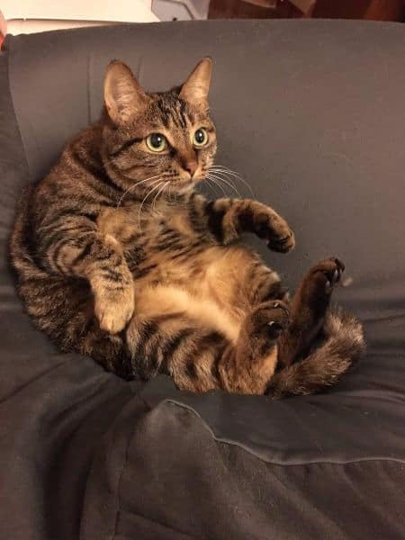 久悅犬舍仁武店