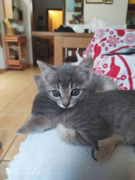 公園寵物舒旅工作室