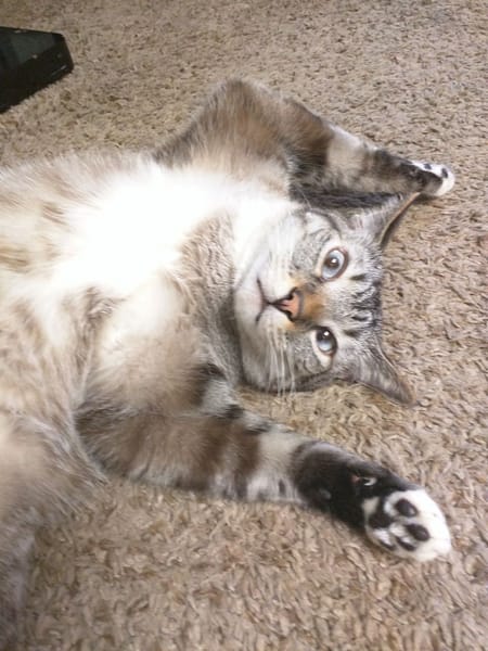 凱特貓專科診所