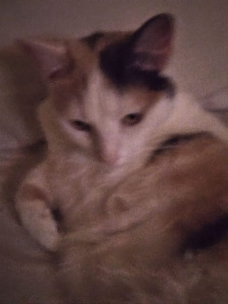 咘咘犬貓旗艦店