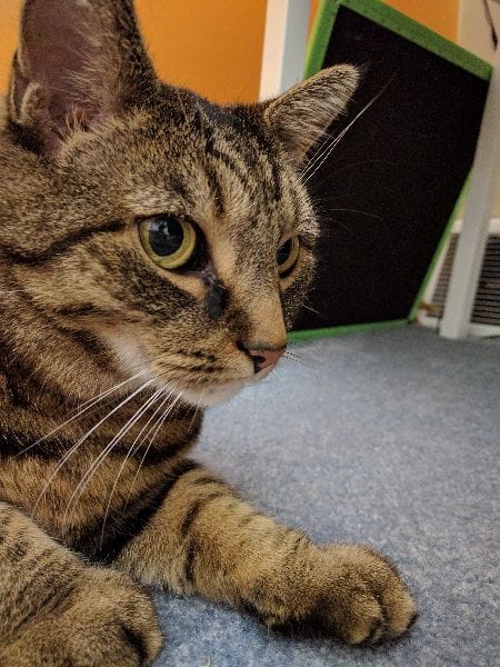 嚕嚕叩寵物旅館