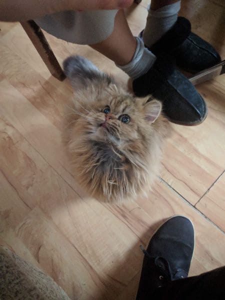 基德台灣犬農場