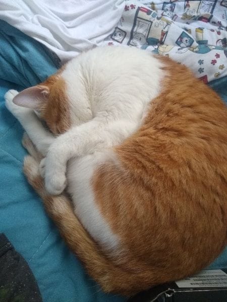 奧斯卡寵物股份有限公司大社分公司