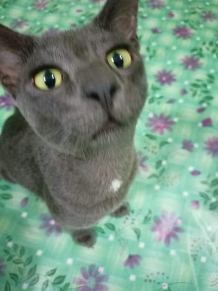 安和寵物用品行