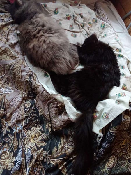 安琪兒寵物精品店