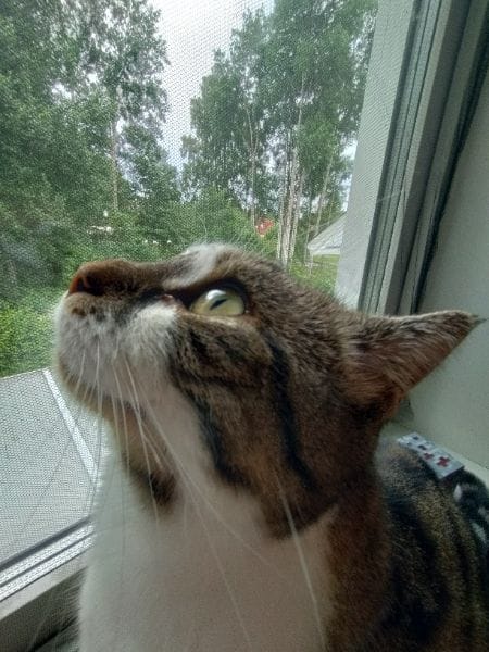 寵愛專業寵物美容