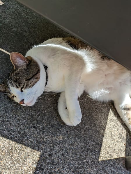 寵物王國股份有限公司