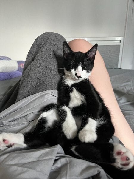 小蕃薯寵物美容