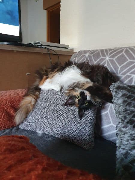 忠心梗梗寵物美容