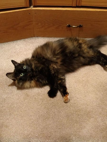 旺財日本柴犬專賣店